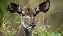 Kudu female, iSimangaliso - Photo:(c) 2021 Fauna Graphic Images.