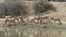 Impala females - Photo:(c) 2021 Fauna Graphic Images.