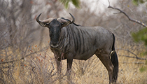 Wildebeest - Photo:(c) 2021 Fauna Graphic Images.