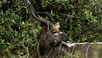 Nyala bull - Photo:(c) 2021 Fauna Graphic Images.