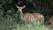 Female Nyala - Photo:(c) 2021 Fauna Graphic Images.