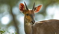 Bushbuck male - Photo:(c) 2021 Fauna Graphic Images.