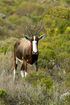 Bontebok, Cape Point Nature Reserve - Photo:(c) 2021 Fauna Graphic Images.