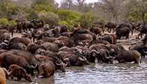 The herd at the waterhole - Photo:(c) 2021 Fauna Graphic Images.