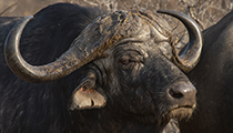 Old man - Photo:(c) 2021 Fauna Graphic Images.