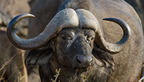 Impressive horns - Photo:(c) 2021 Fauna Graphic Images.