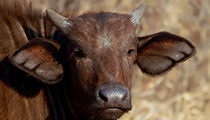 Young Cape Buffalo - Photo:(c) 2021 Fauna Graphic Images.