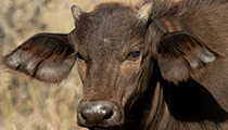 Young buffalo - Photo:(c) 2021 Fauna Graphic Images.
