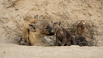 Cubs with the matriarch at the den - Photo:(c) 2021 Fauna Graphic Images.