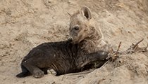 Hyena cub - Photo:(c) 2021 Fauna Graphic Images.