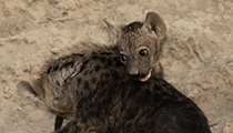 Cubs at play- Photo:(c) 2021 Fauna Graphic Images.