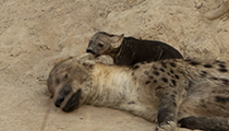 Ouch ! - Photo:(c) 2021 Fauna Graphic Images.