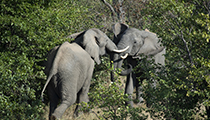 Young bulls wrestling - Photo:(c) 2021 Fauna Graphic Images.