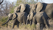 On the move - Photo:(c) 2021 Fauna Graphic Images.