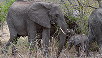 Mum and newborn calf - Photo:(c) 2021 Fauna Graphic Images.