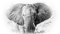 Standoff - Photo:(c) 2021 Fauna Graphic Images.