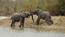 Battle for the Waterhole - Photo:(c) 2021 Fauna Graphic Images.