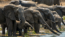 At the waterhole - Photo:(c) 2021 Fauna Graphic Images.