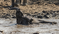 Young one loving the mud - Photo:(c) 2021 Fauna Graphic Images.