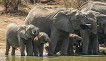 At the waterhole - Photo:(c) 2021 Fauna Graphic Images.