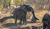 Scratching bits the trunk won't reach - Photo:(c) 2021 Fauna Graphic Images.