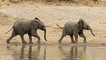 Catch me if you can - Photo:(c) 2021 Fauna Graphic Images.