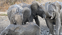 Elephant herd at play - Photo:(c) 2021 Fauna Graphic Images.