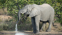 Drinking seems wasteful - Photo:(c) 2021 Fauna Graphic Images.