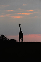 Giraffe at Sunrise - Photo:(c) 2021 Fauna Graphic Images.