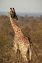 Evening portrait - Photo:(c) 2021 Fauna Graphic Images.