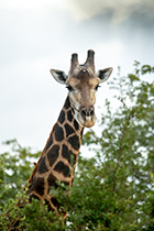 Early morning - Photo:(c) 2021 Fauna Graphic Images.