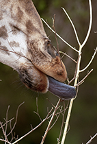 Useful tool - Photo:(c) 2021 Fauna Graphic Images.