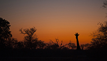 Cape Giraffe at Sunset - Photo:(c) 2021 Fauna Graphic Images.