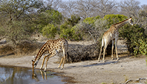 At the waterhole - Photo:(c) 2021 Fauna Graphic Images.