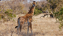 Baby Giraffe - Photo:(c) 2021 Fauna Graphic Images.
