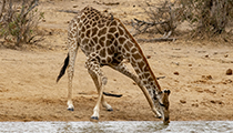 The awkward drinking posture - Photo:(c) 2021 Fauna Graphic Images.