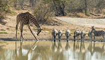 Sharing the waterhole - Photo:(c) 2021 Fauna Graphic Images.