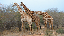 Colour variations - Photo:(c) 2021 Fauna Graphic Images.