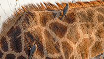 Oxpeckers - Photo:(c) 2021 Fauna Graphic Images.