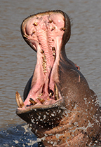 Henry pays a visit - Photo:(c) 2021 Fauna Graphic Images.