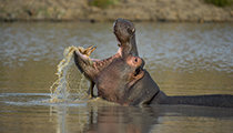 Hippo threat display - Photo:(c) 2021 Fauna Graphic Images.