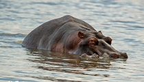 Hippos mating - Photo:(c) 2021 Fauna Graphic Images.