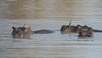 Hippos and Oxpeckers - Photo:(c) 2021 Fauna Graphic Images.