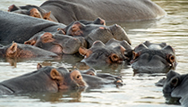 Hippo pod, iSimangaliso - Photo:(c) 2021 Fauna Graphic Images.
