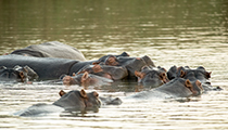 Hippo pod, iSimangaliso - Photo:(c) 2021 Fauna Graphic Images.