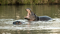 Hippo threat display - Photo:(c) 2021 Fauna Graphic Images.