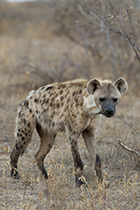 On the kill - Photo:(c) 2021 Fauna Graphic Images.