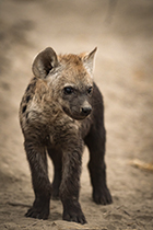 The Old Warrior - Photo:(c) 2021 Fauna Graphic Images.