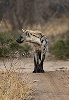 Regal male - Photo:(c) 2021 Fauna Graphic Images.