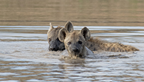 At the waterhole - Photo:(c) 2021 Fauna Graphic Images.